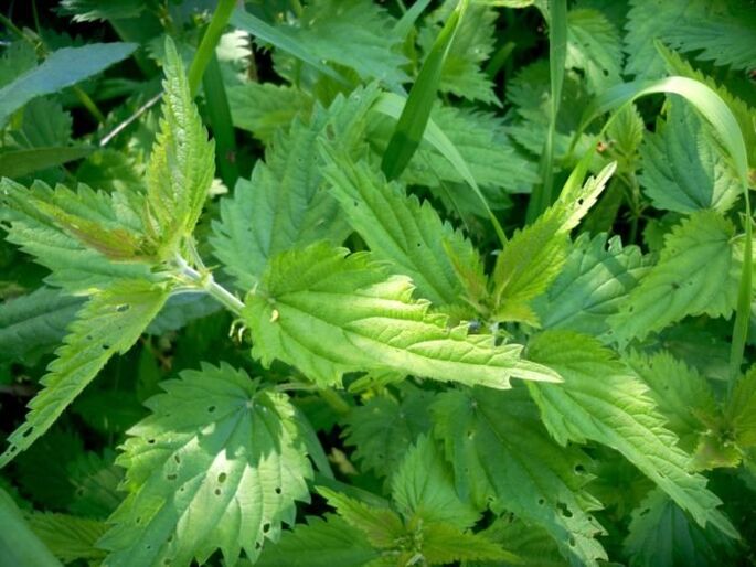 Dilgėlė yra veiksminga priemonė gydant venų varikozę ankstyvosiose stadijose